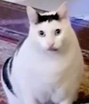 《抖音》huh猫和山羊梗的意思介绍